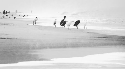 black and white birds on shoreline with ocean