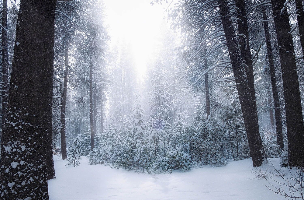 photo trees snow