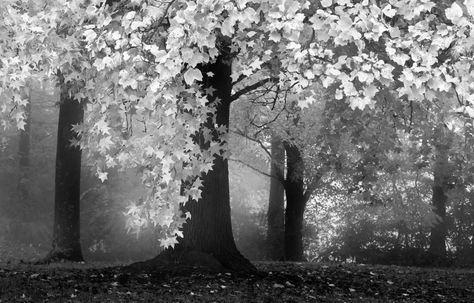 Autumn Leaves in infrared black and white tree