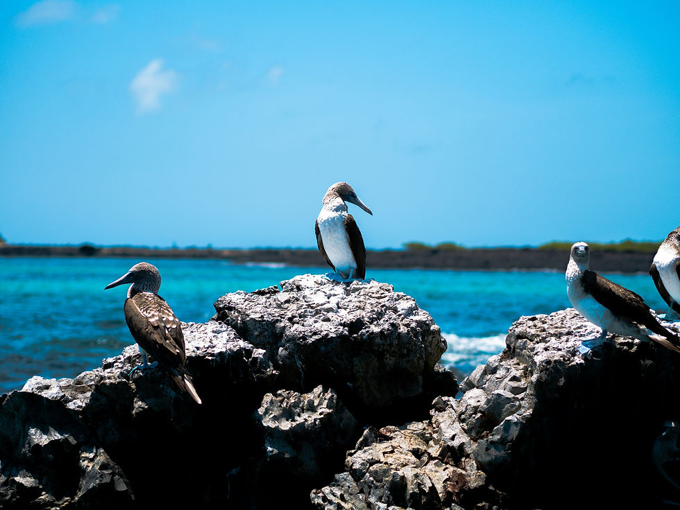 bjarn-bronsveld-vANc3E-NcRU-unsplash