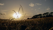 Fields of Gold