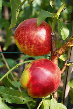 Nektarine-Early-Sungrand