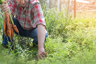 Harvesting Carrots