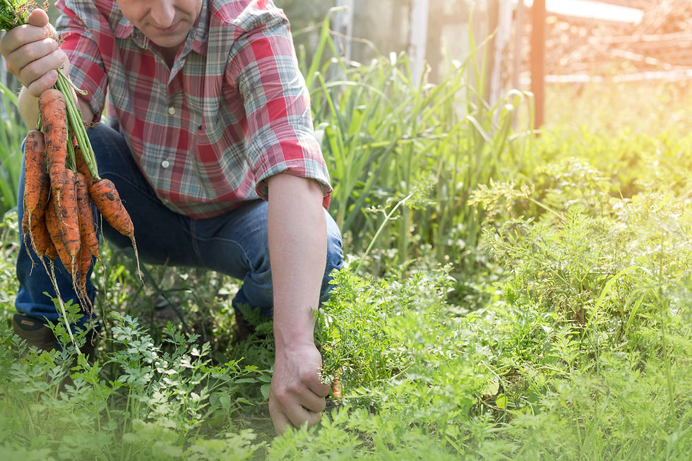 Harvesting Fresh Carrots