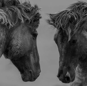 Prepare the Horse. Trust the Lord.