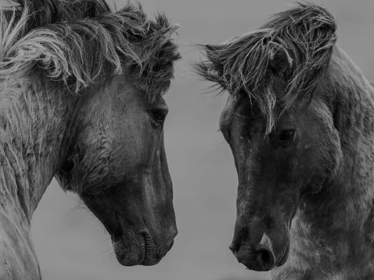 Prepare the Horse. Trust the Lord.