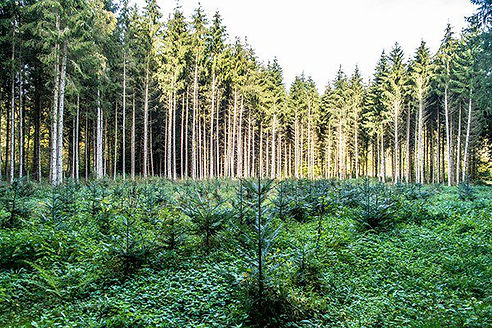 fire-protection (1).jpg