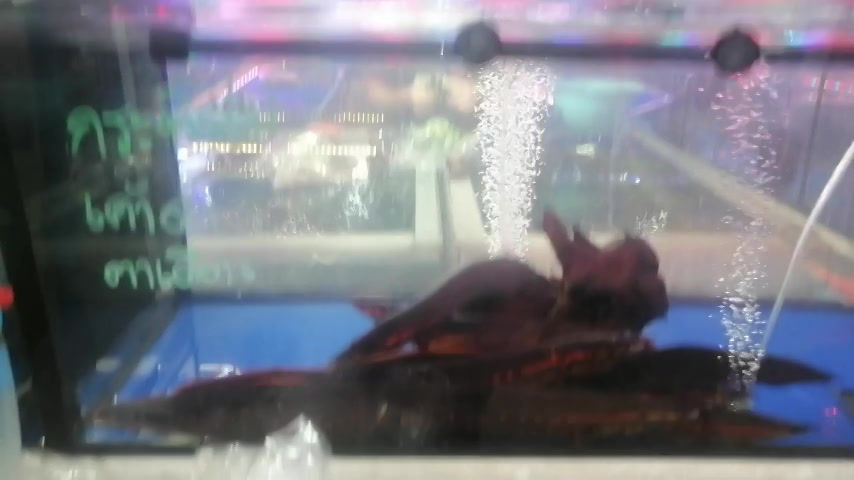 Thumbnail: ปลากระทิงไฟ