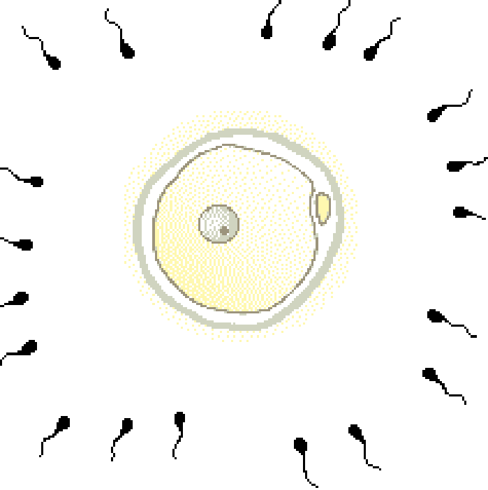animacion_ovulos.webp