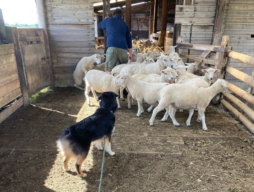 Australian Shepherd Sheep Herding