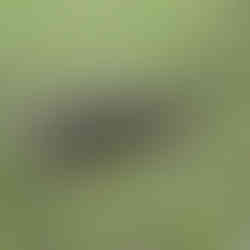 Minneriya National Park