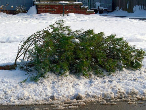Plymouth & Knox Christmas Tree Pick-Up