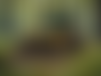 The Importance of Clearing Underbrush for Fire Prevention