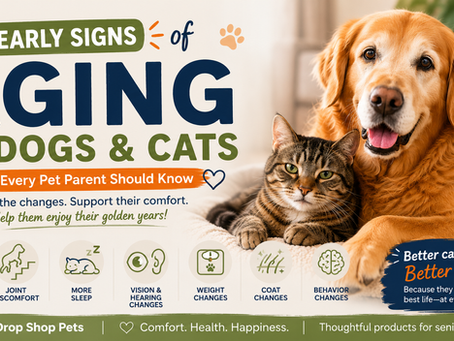 7 Early Signs of Aging in Dogs and Cats Every Pet Parent Should Know