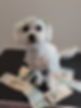 lær at klippe din egen hun og spar penge på hundeklip, gør det selv
