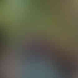 Palm Cove, Daintree Forest, Captain Hook Highway, Cape Tribulation, Port Douglas, Madja Boardwalk