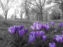 New purple flower
