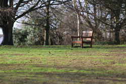 spot the robin