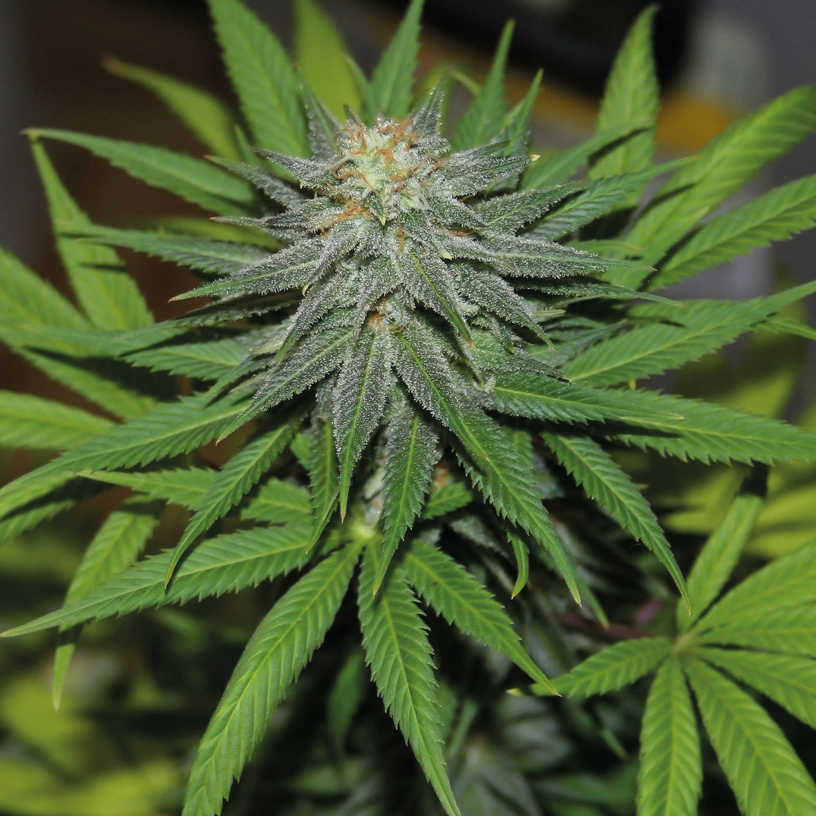 Barneys-Auto Pineapple Express Feminized