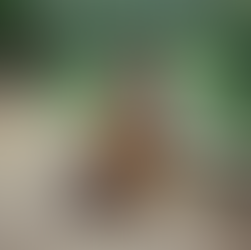 Na Natureza selvagem: A jornada real que virou cinema e mudou vidas