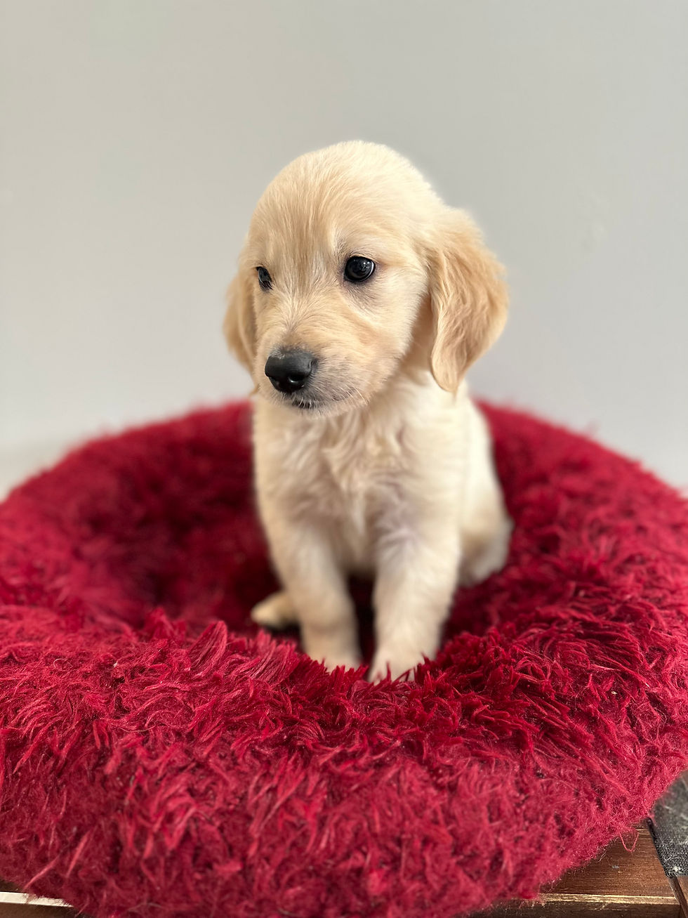 Our Pups Vanity Pups