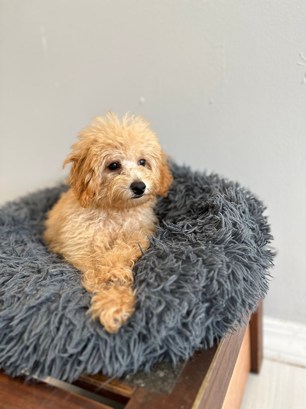 Our Pups Vanity Pups