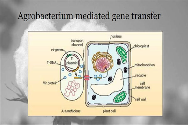Slide22.JPG