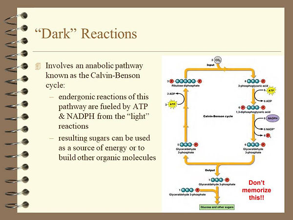 Slide40.JPG