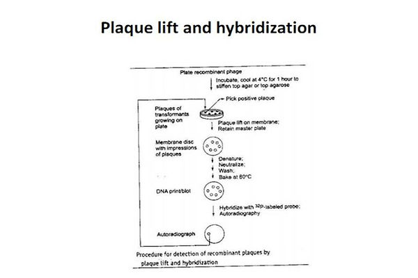 Slide43.JPG
