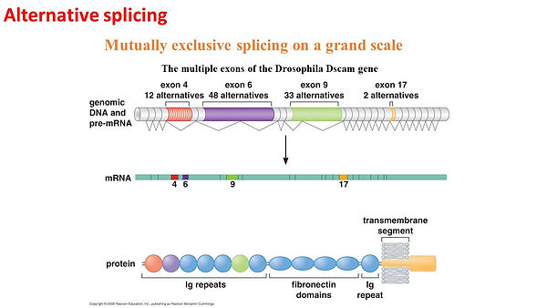 Slide43.JPG