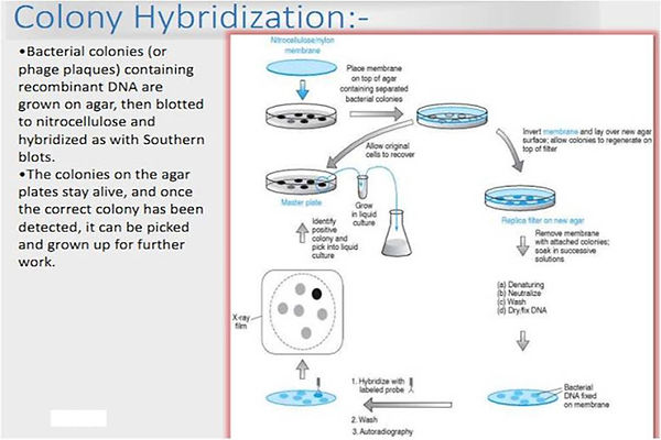 Slide41.JPG