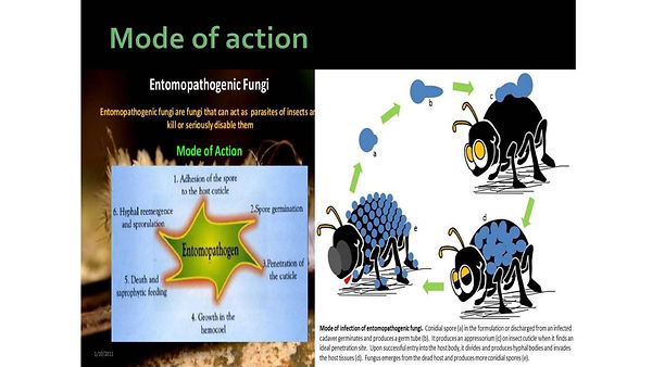 Slide176.JPG