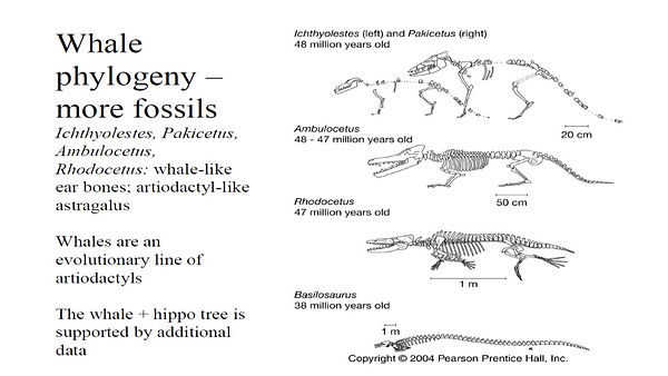 Slide109.JPG