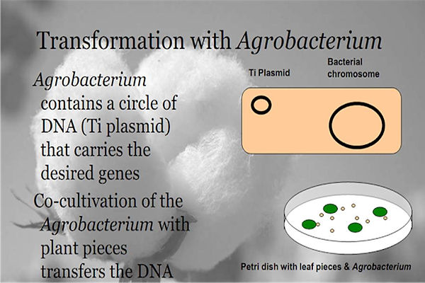 Slide21.JPG