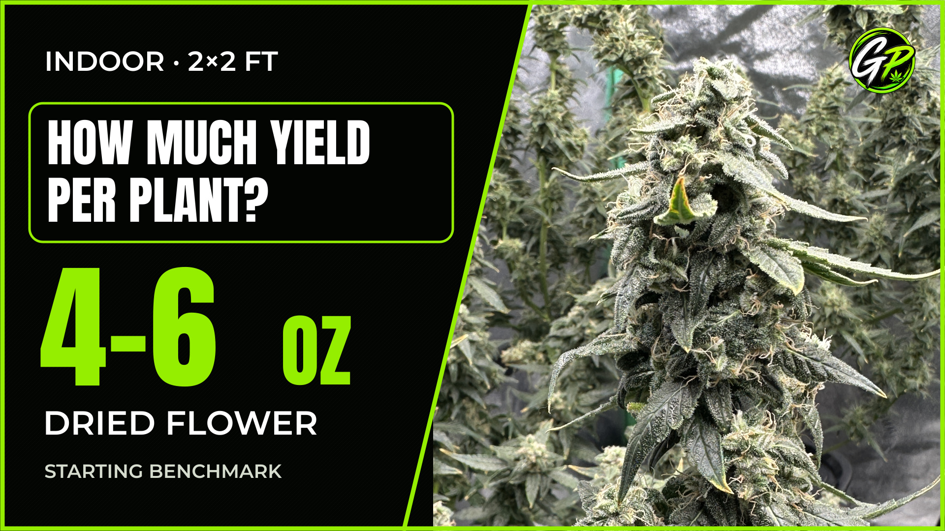 How Much Weed Should One Indoor Plant Yield?