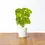 Thumbnail: Holy basil (Tulsi)