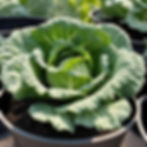 Cabbage plant in container