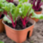 beetroot plant in container