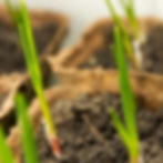 Grow garlic in containers