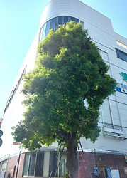 樹勢回復後
