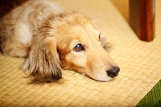 畳の上に伏せた犬