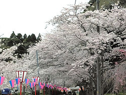 公園桜開花樹勢回復