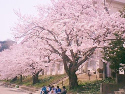 高校キャンパス 桜樹勢回復