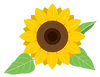 ひまわり