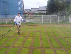 芝張り後、散水作業