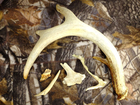 Am I the World's Best Shed Antler Hunter?