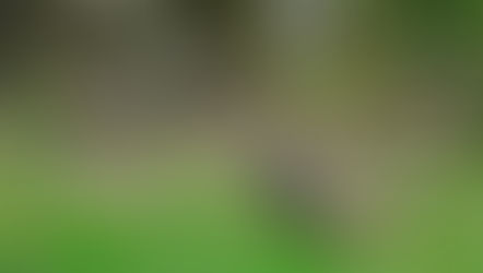 Tips on Turkey Hunting — #8: LATE MORNING CAN BE PRIME TIME!