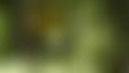 The Night I Almost Saw Bigfoot