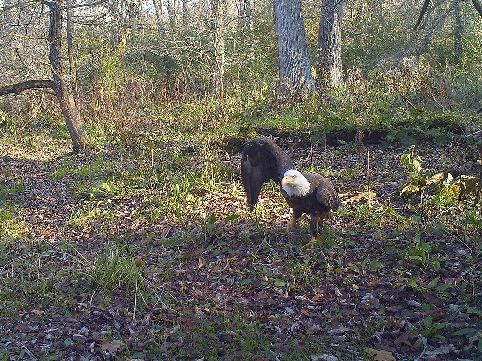 Bald eagle with a broken wing