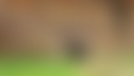 Love and War (in the Turkey Woods)